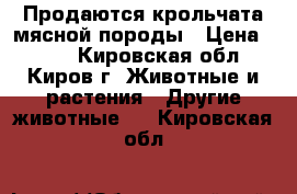 Продаются крольчата мясной породы › Цена ­ 300 - Кировская обл., Киров г. Животные и растения » Другие животные   . Кировская обл.